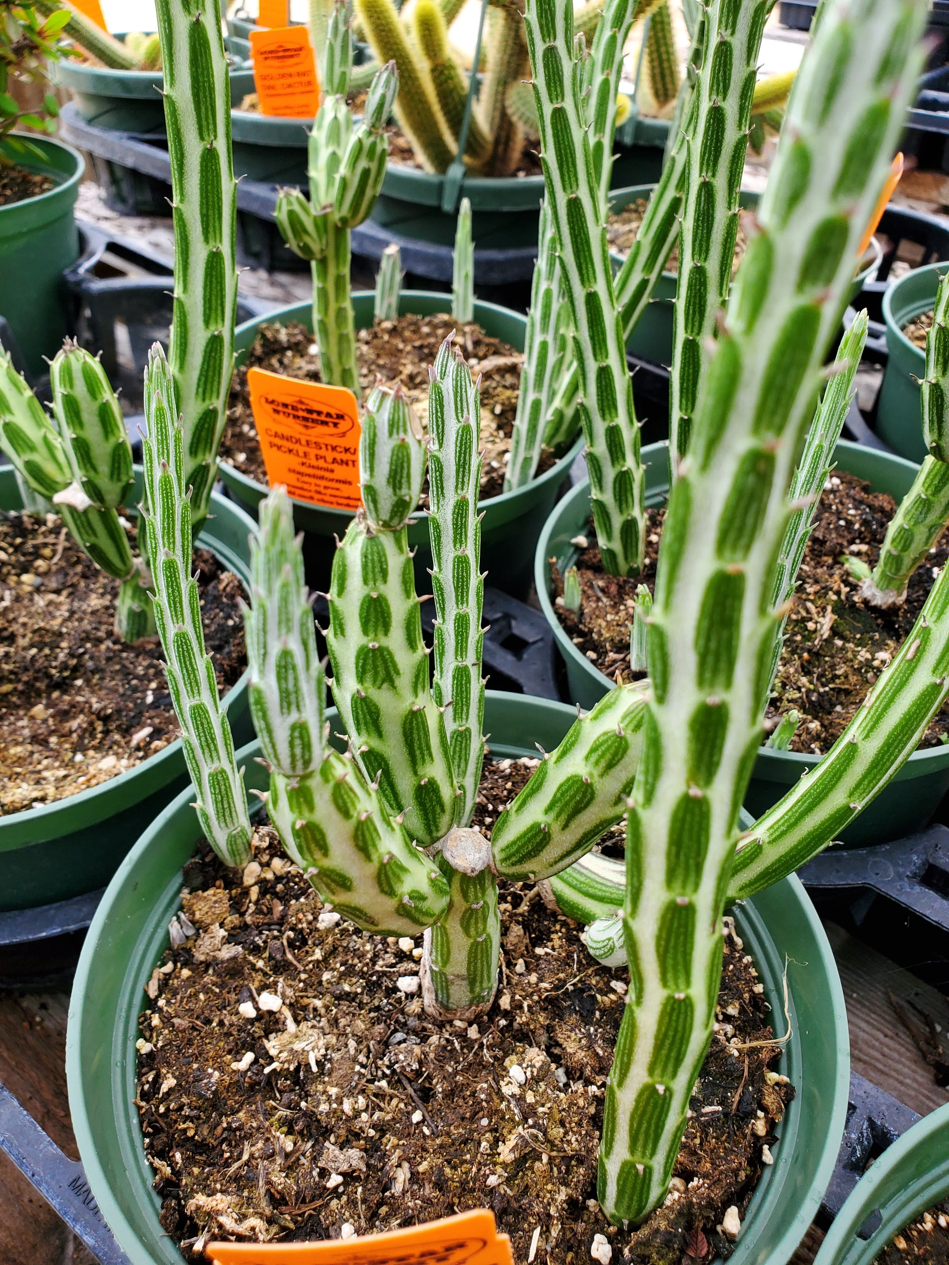 pickle plant succulent Kleinia stapeliiformis --Candle Stick/Pickle Plant--