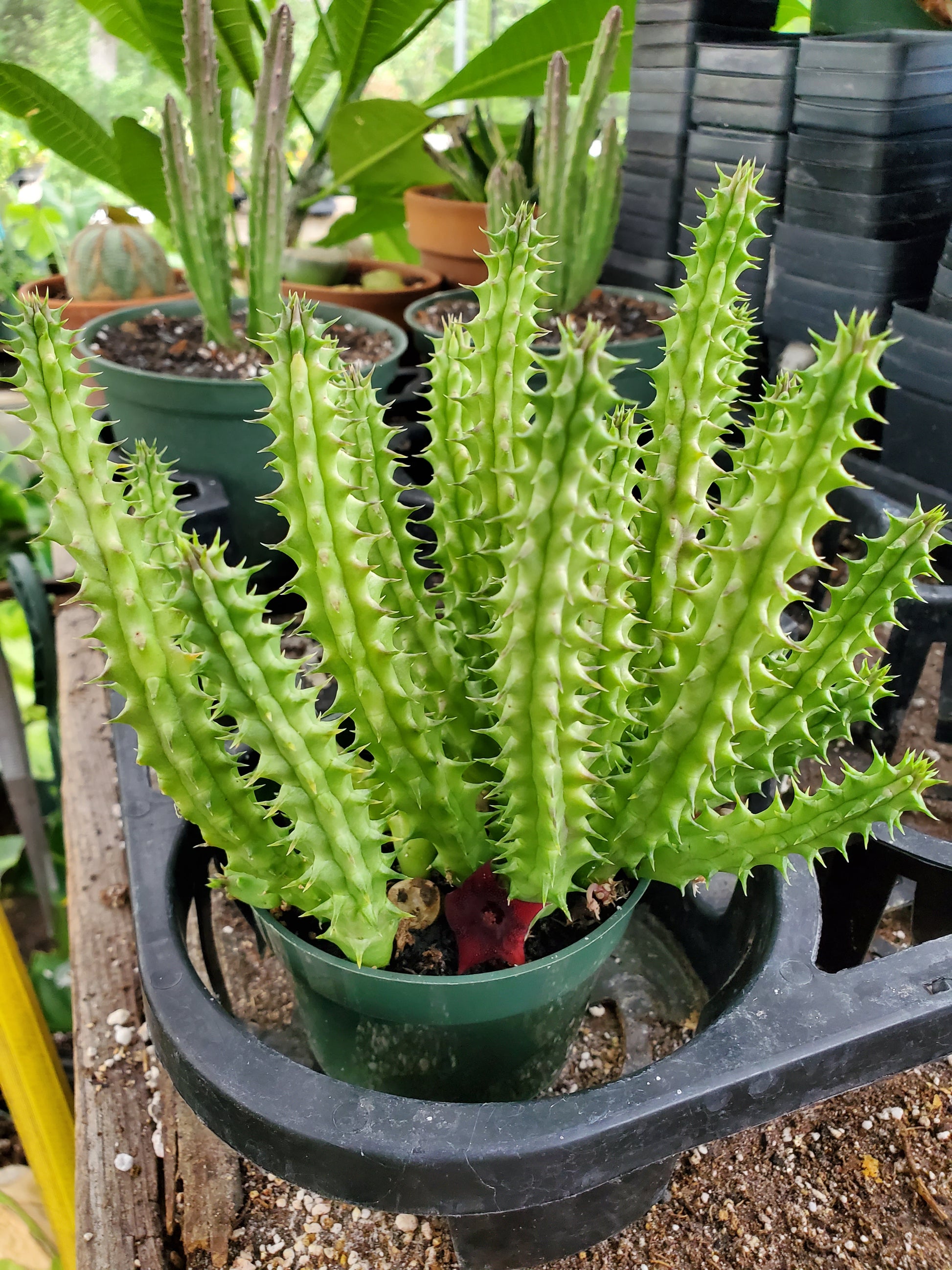 dragon flower succulent Huernia schneideriana --Red Dragon Flower--