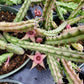 Huernia procumbens --Lifesaver plant--