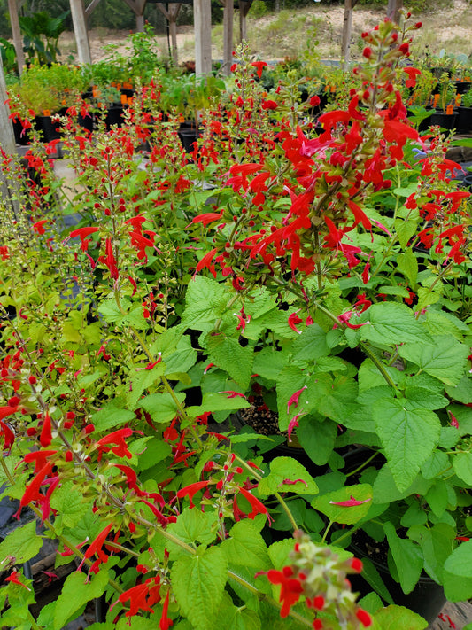 Salvia coccinea --Lady in Red Tropical Sage--