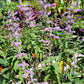 Salvia leucantha 'Santa Barbara' --Dwarf Mexican Bush Sage--