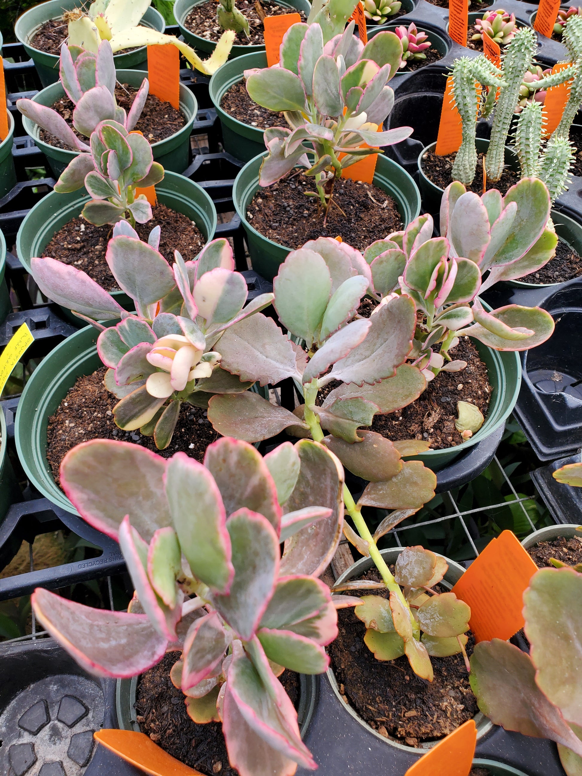 aurora borealis succulent Kalanchoe fedtschenkoi f. variegata --Aurora Borealis