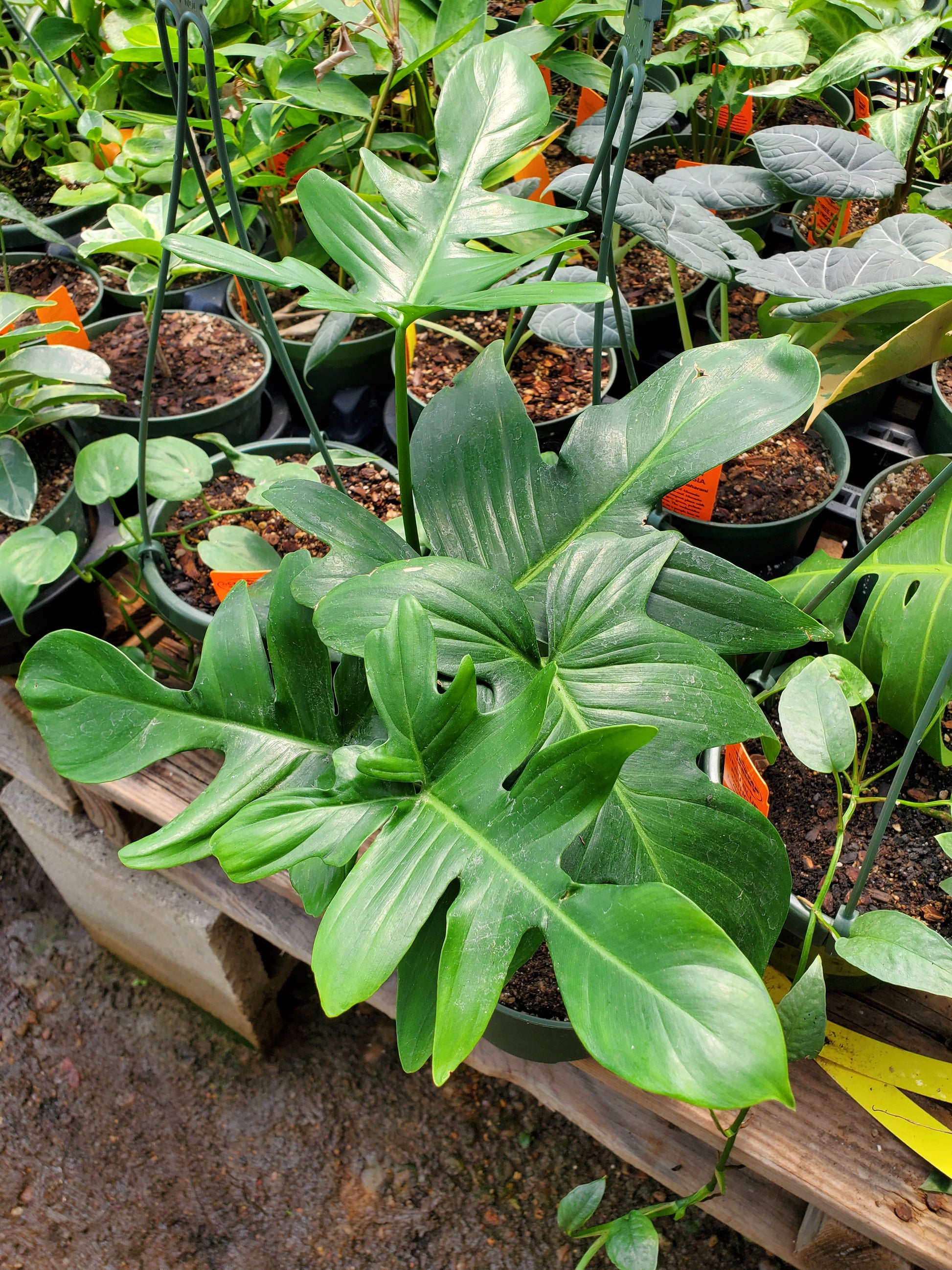 oak leaf philodendron Philodendron pedatum --Oak Leaf Philodendron--