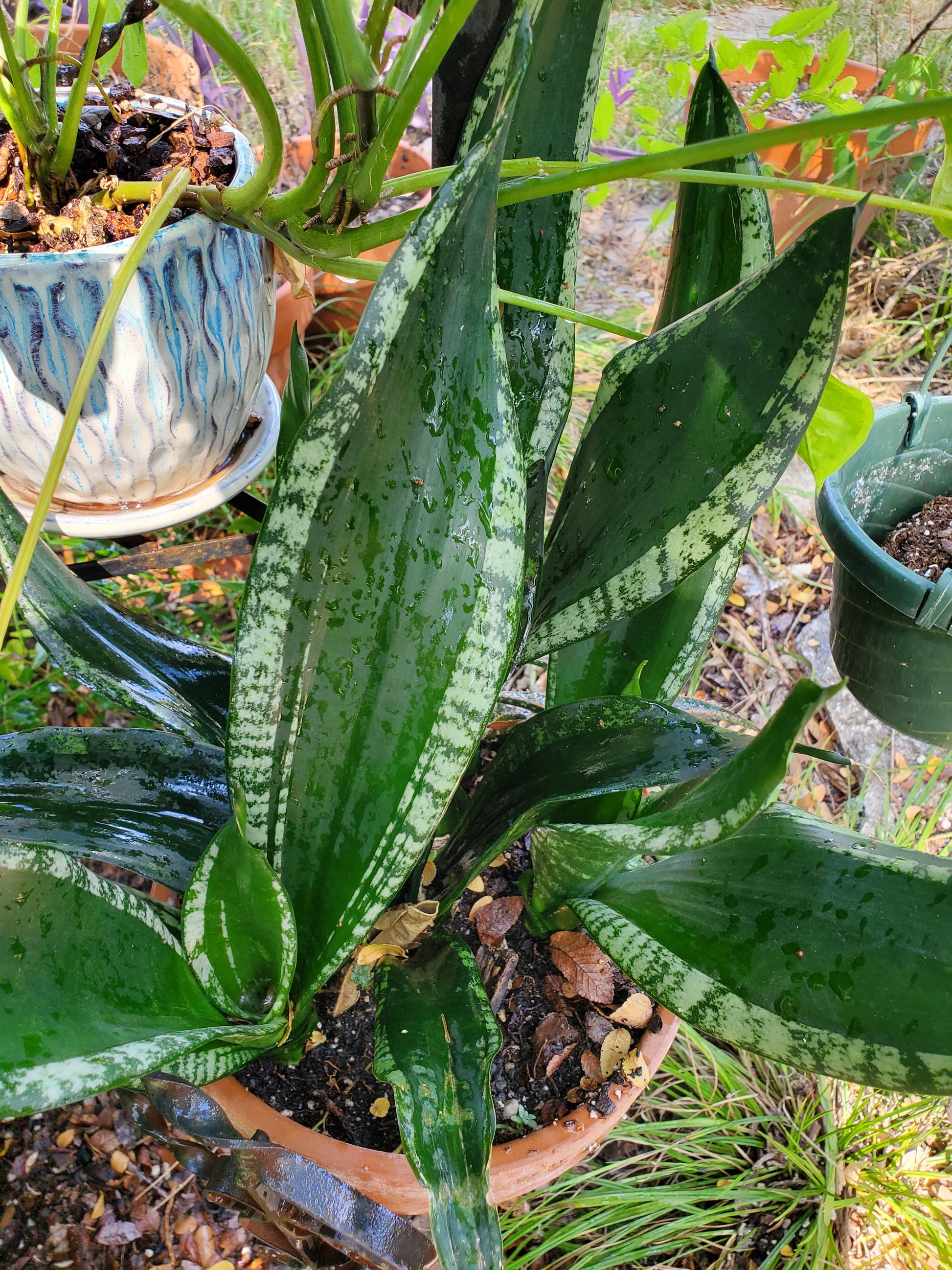 sansevieria trifasciata plant Sansevieria trifasciata --Whitney Snake Plant--