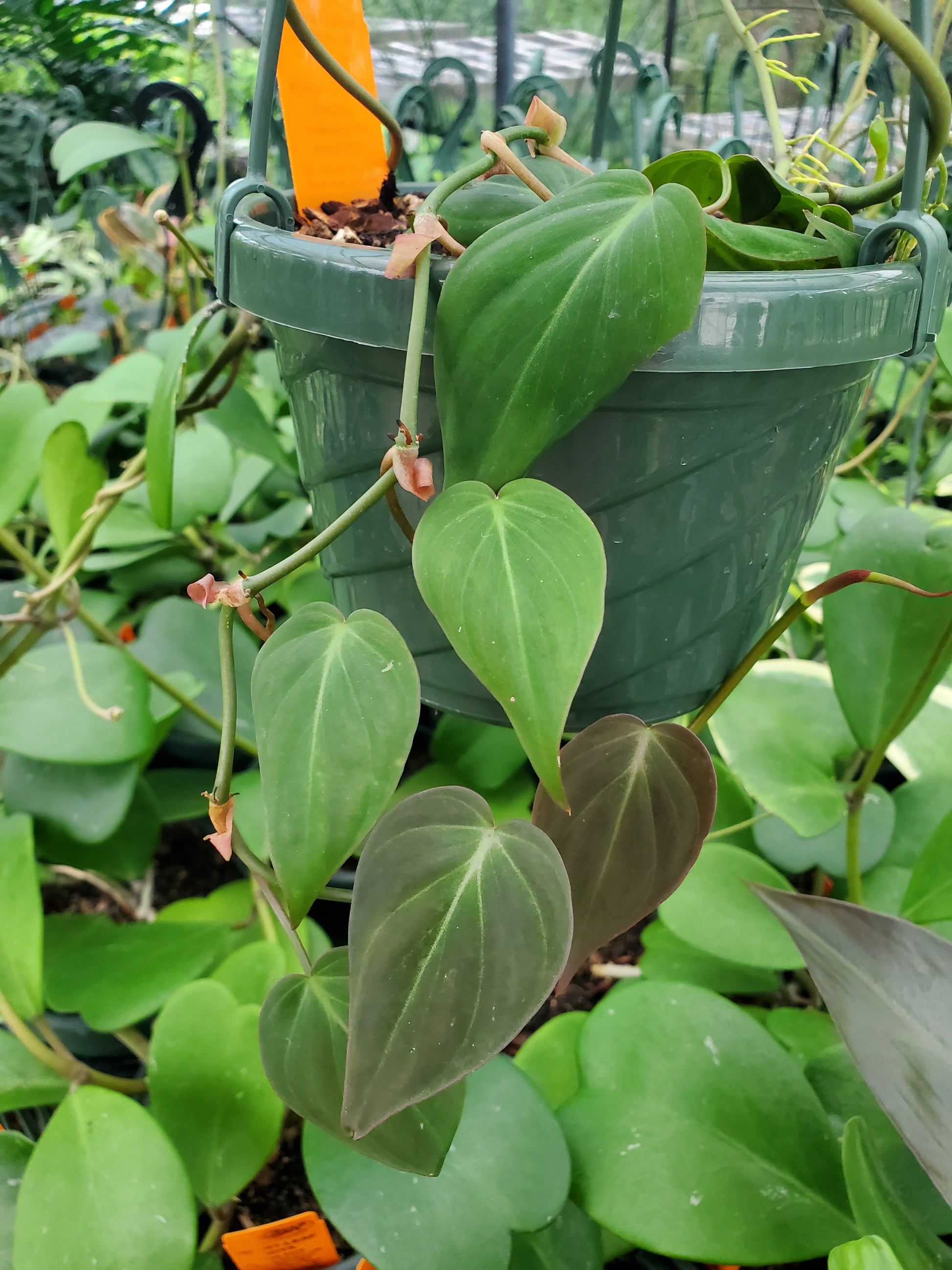 philodendron hederaceum velvet leaf Philodendron hederaceum 'Micans' --Velvet Leaf Philodendron--