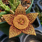 Orbea variegata --Starfish Flower--