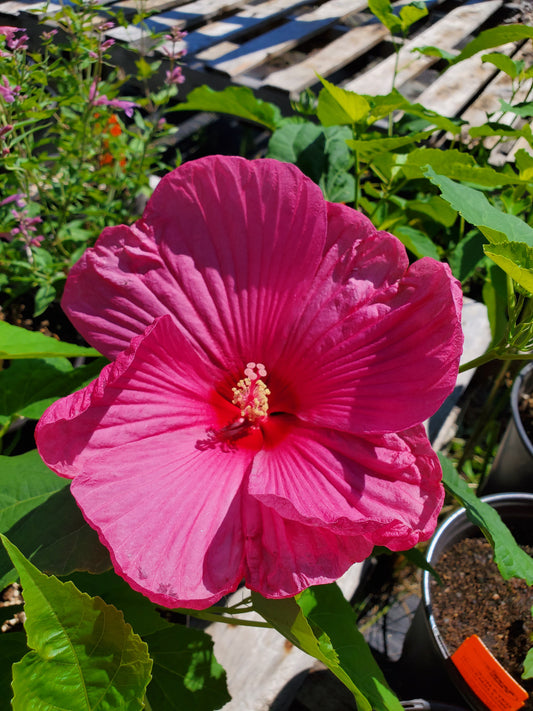 Hibiscus moscheutos 'Luna Red'