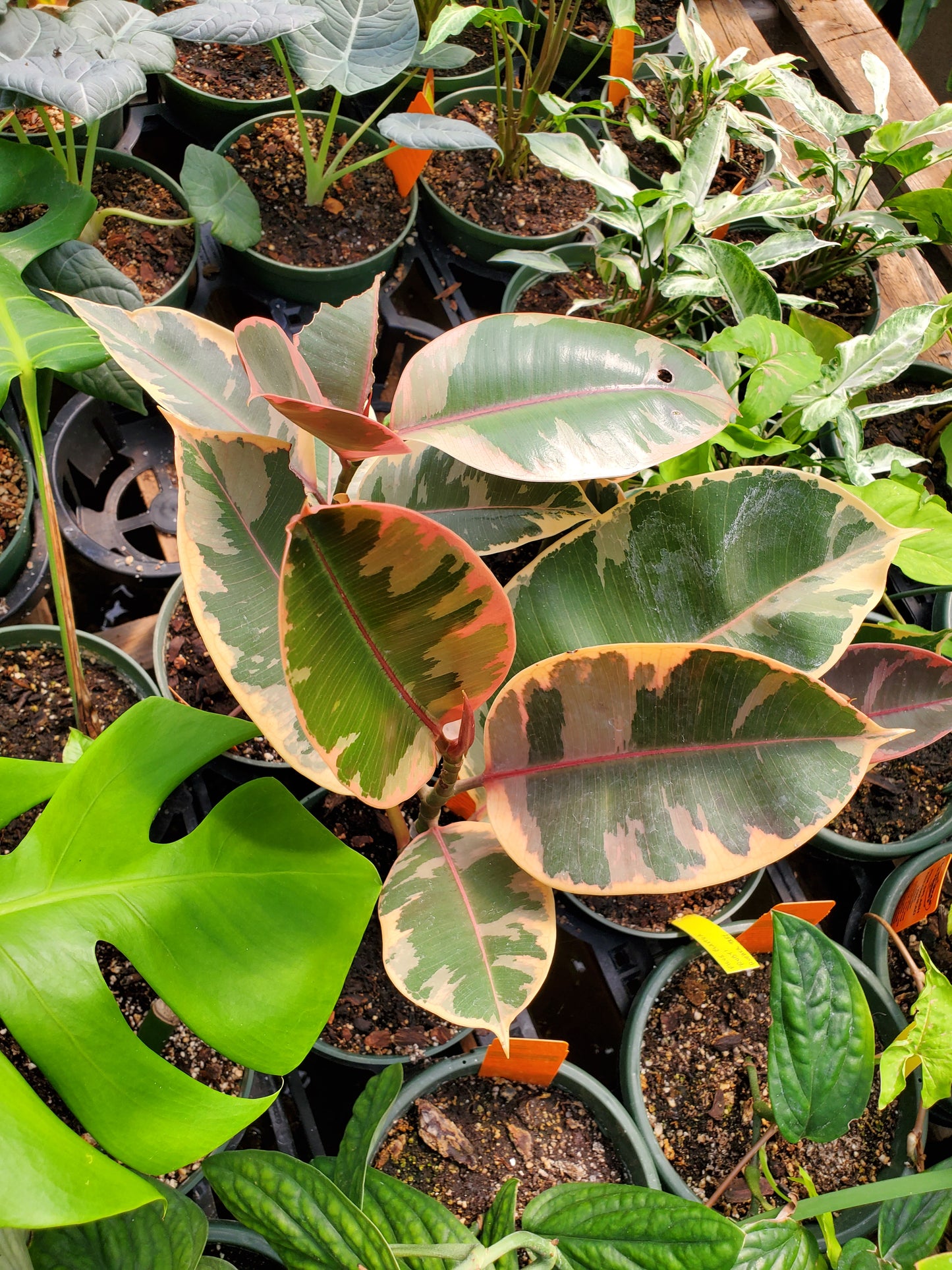Ficus elastica 'Ruby' --Variegated Rubber Tree--