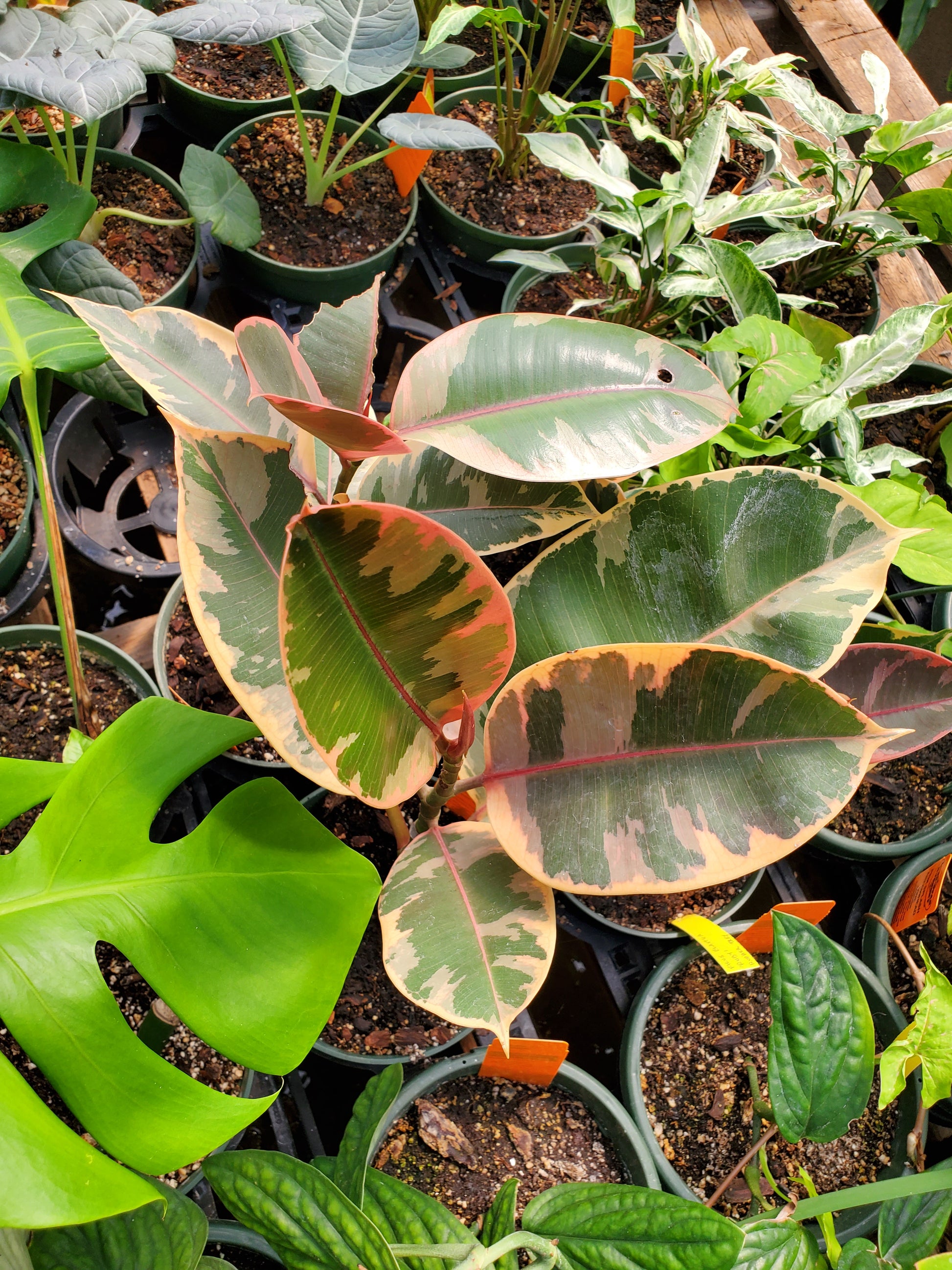 variegated rubber tree for sale Ficus elastica 'Ruby' --Variegated Rubber Tree--