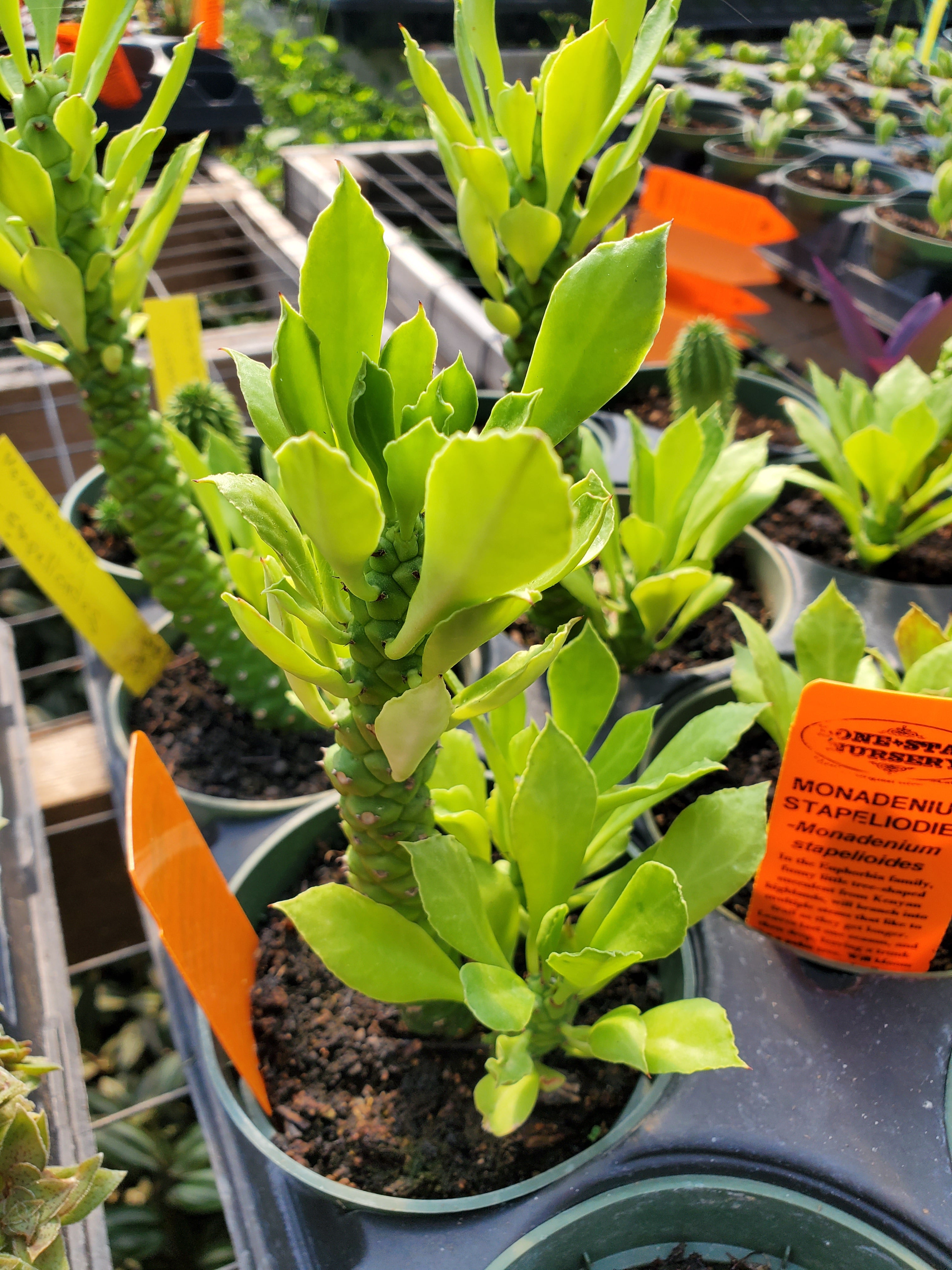 Monadenium stapelioides - Plant Delivery Taylor – Lone Star Nursery