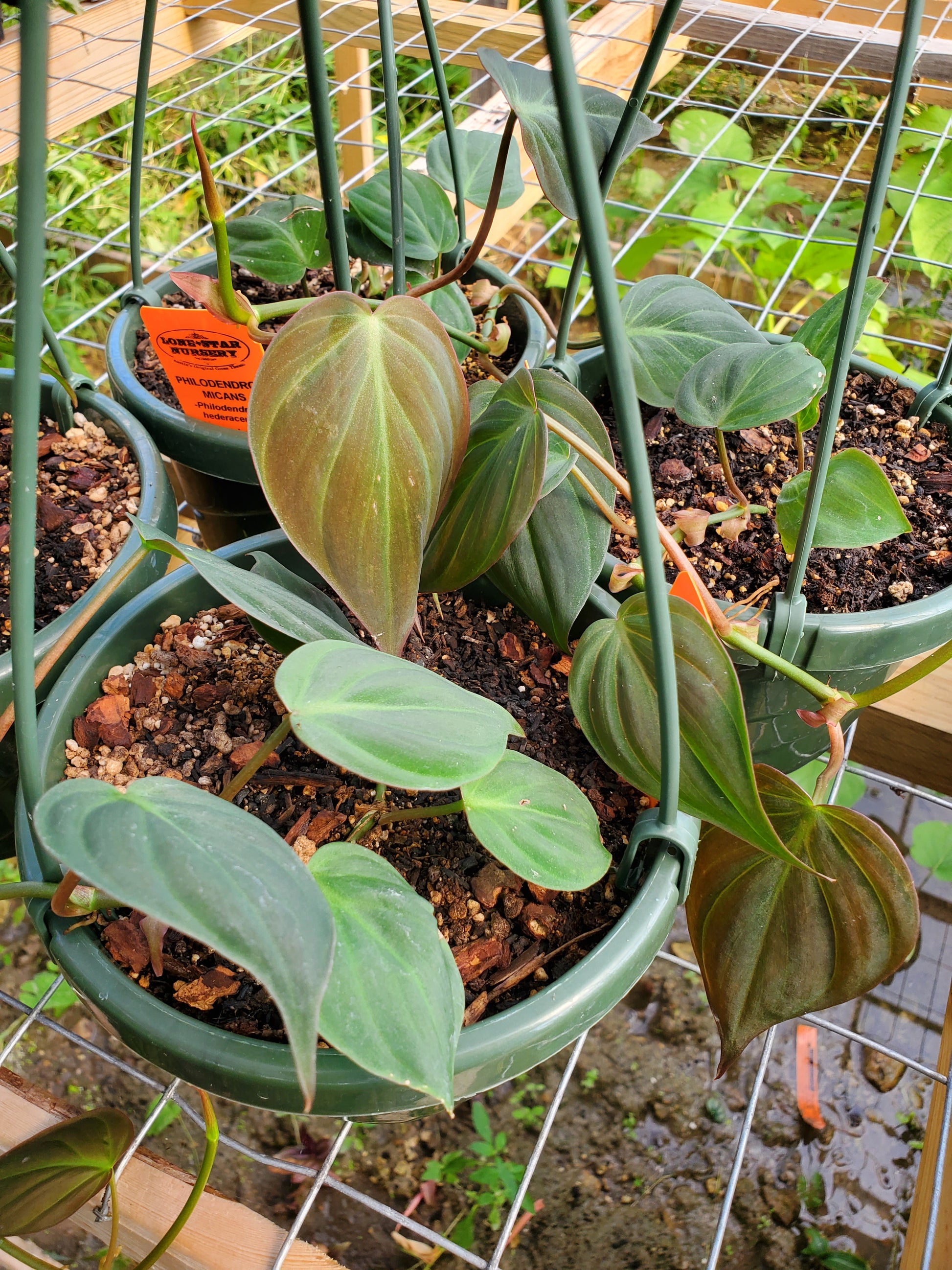 velvet micans philodendron Philodendron hederaceum 'Micans' --Velvet Leaf Philodendron--