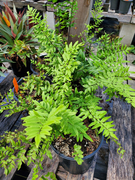 Pellaea viridis 'Tiffindell' --Green Cliff Brake Fern--