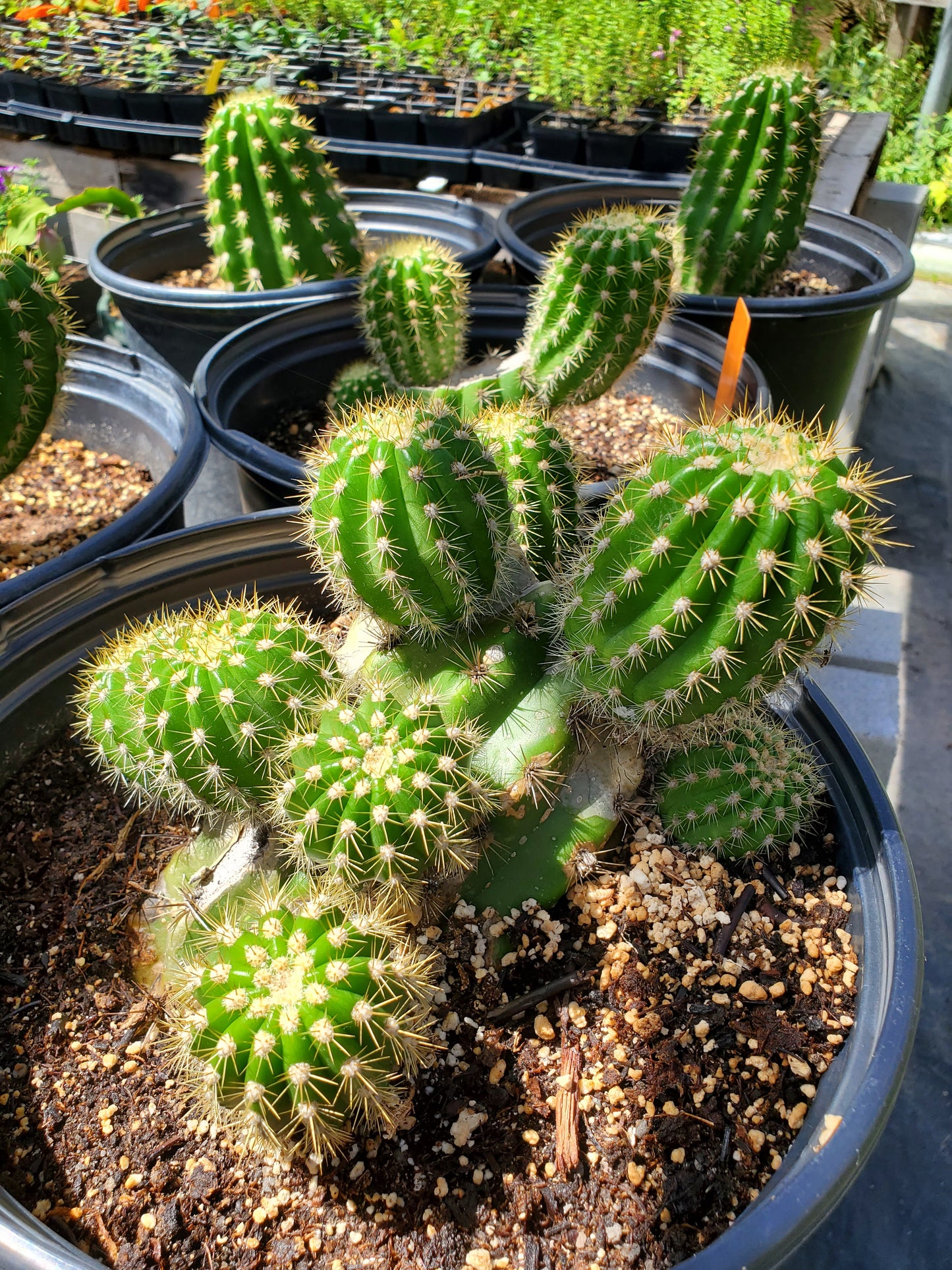 Carnegiea gigantea --Saguaro Cactus--