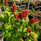 Justicia brandegeana --Red Shrimp Plant--