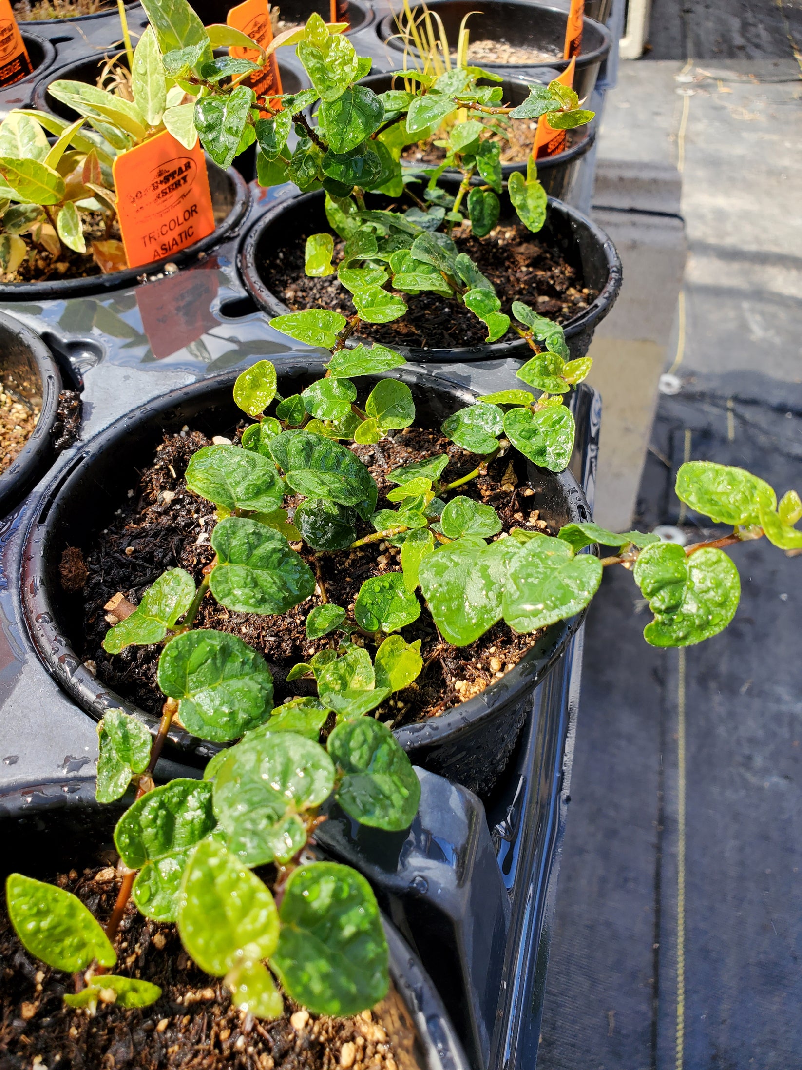 Ficus pumila Fig Ivy Garden Plant Delivery Lone Star Nursery