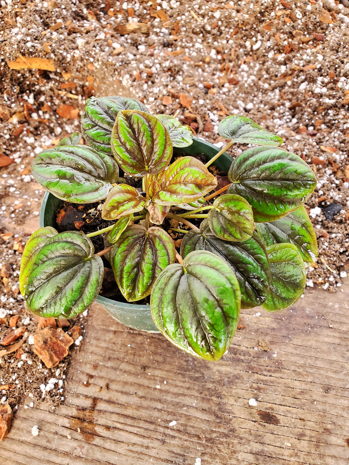 Peperomia 'Peppermill' Plant Delivery Lockhart Lone Star Nursery