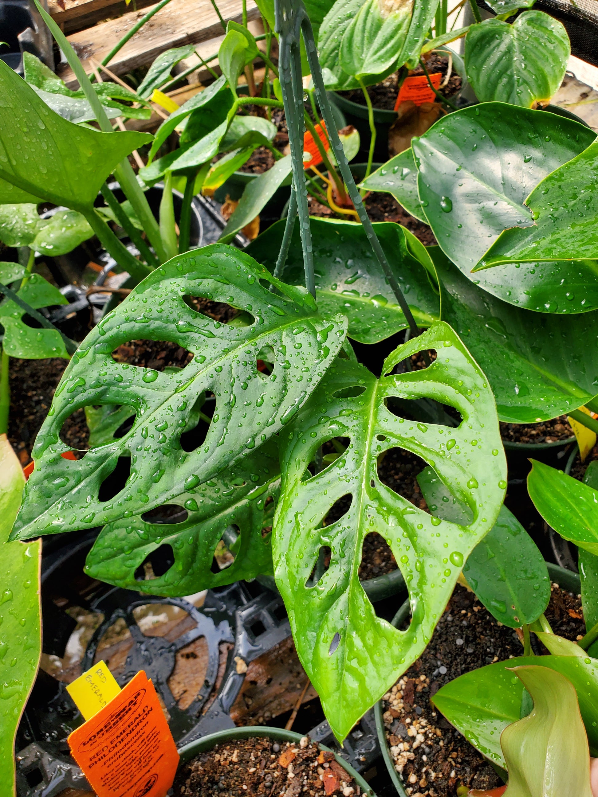monstera adansonii var Monstera adansonii --Swiss Cheese Vine--