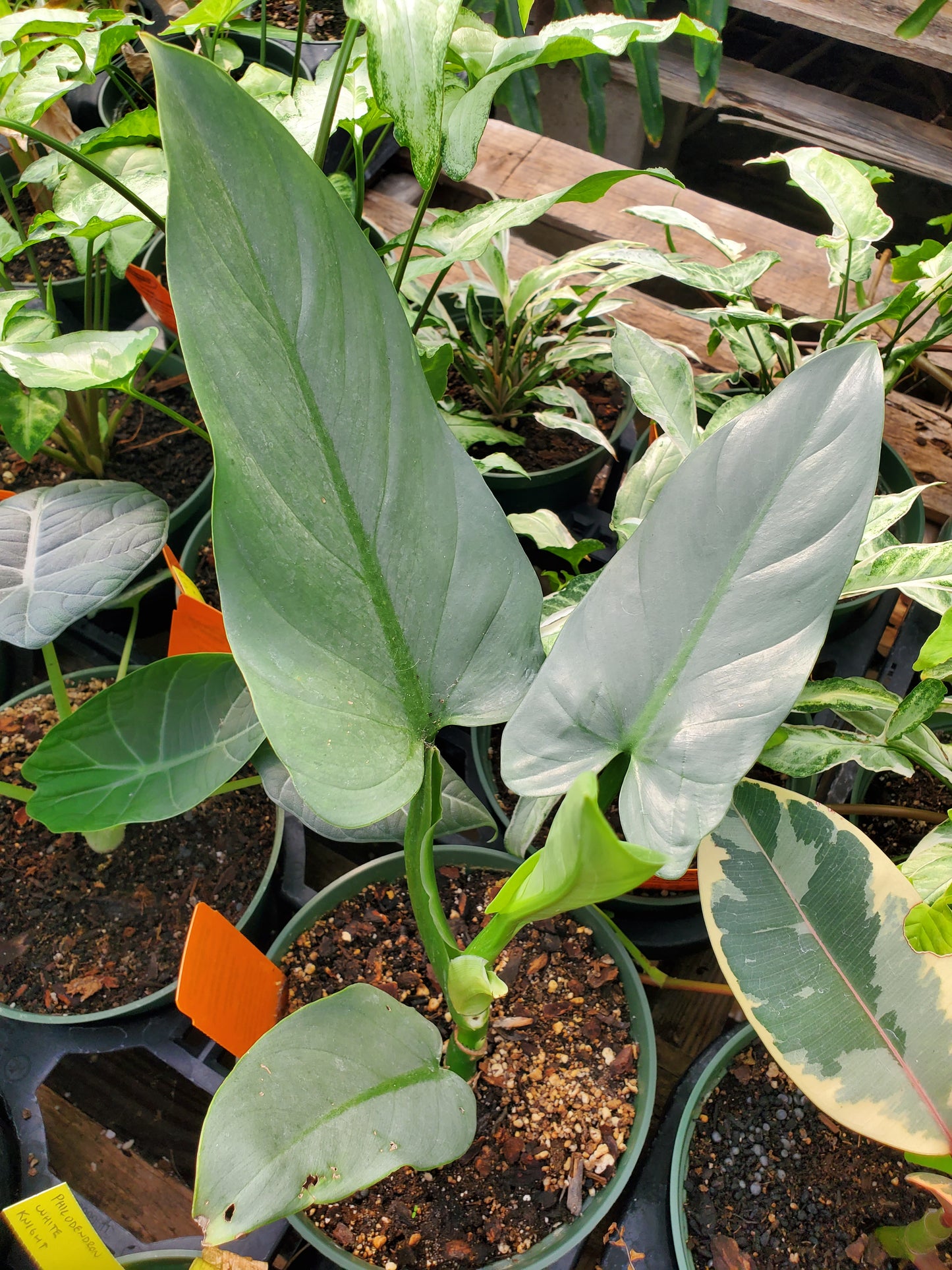 Philodendron hastatum --Silver Sword Philodendron--