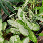 Syngonium podophyllum --Three Kings Arrowhead Vine--