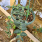 Rhaphidophora hayi --Shingle Plant--