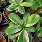 Stephanotis floribunda 'Variegata' --Variegated Madagascar Jasmine--