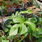 Rhaphidophora tetrasperma --Mini Monstera--