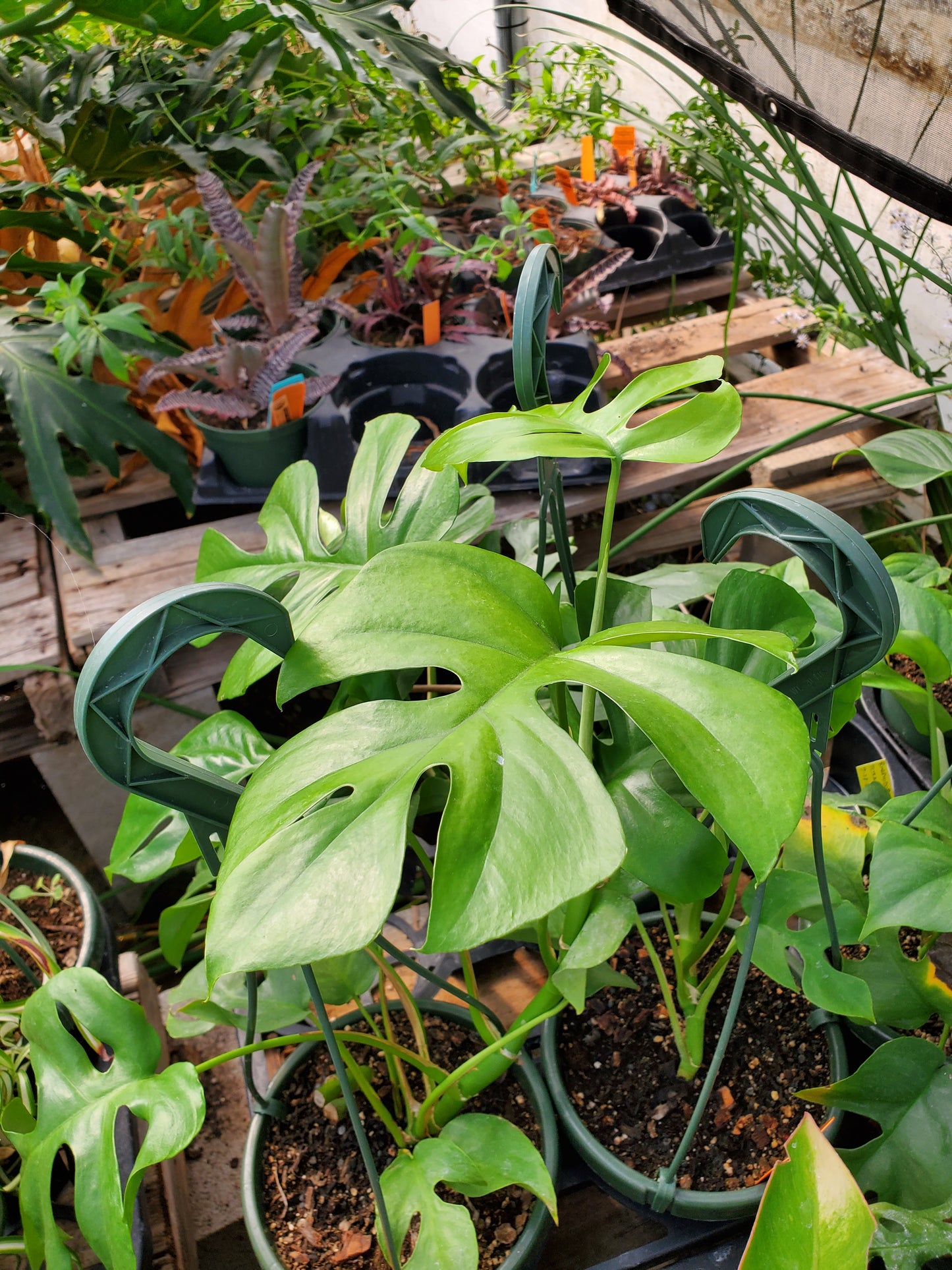 Rhaphidophora tetrasperma --Mini Monstera--