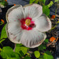 Hibiscus moscheutos 'Peppermint Flare'