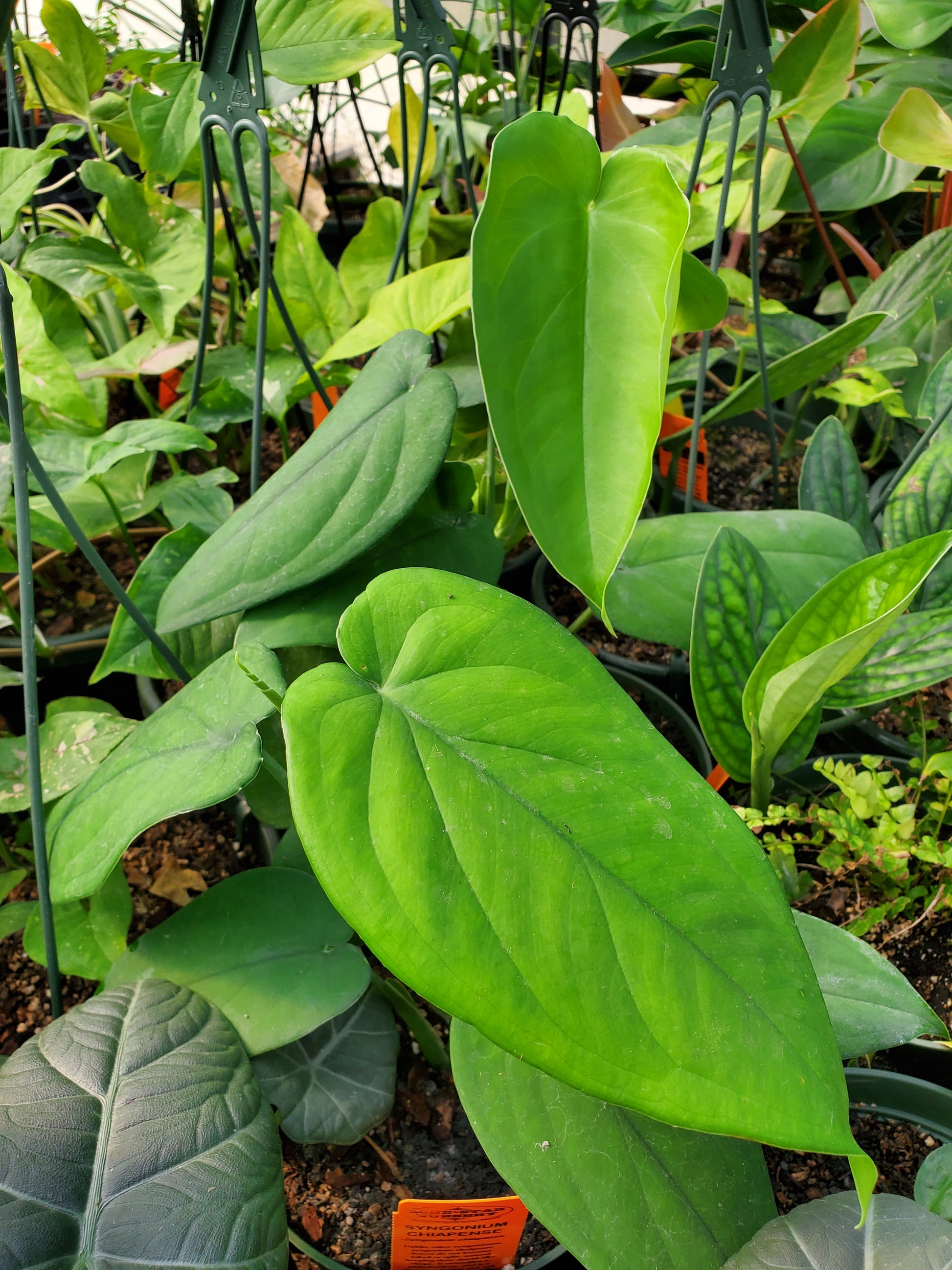 philodendron chiapense Syngonium chiapense --Arrowhead Vine--