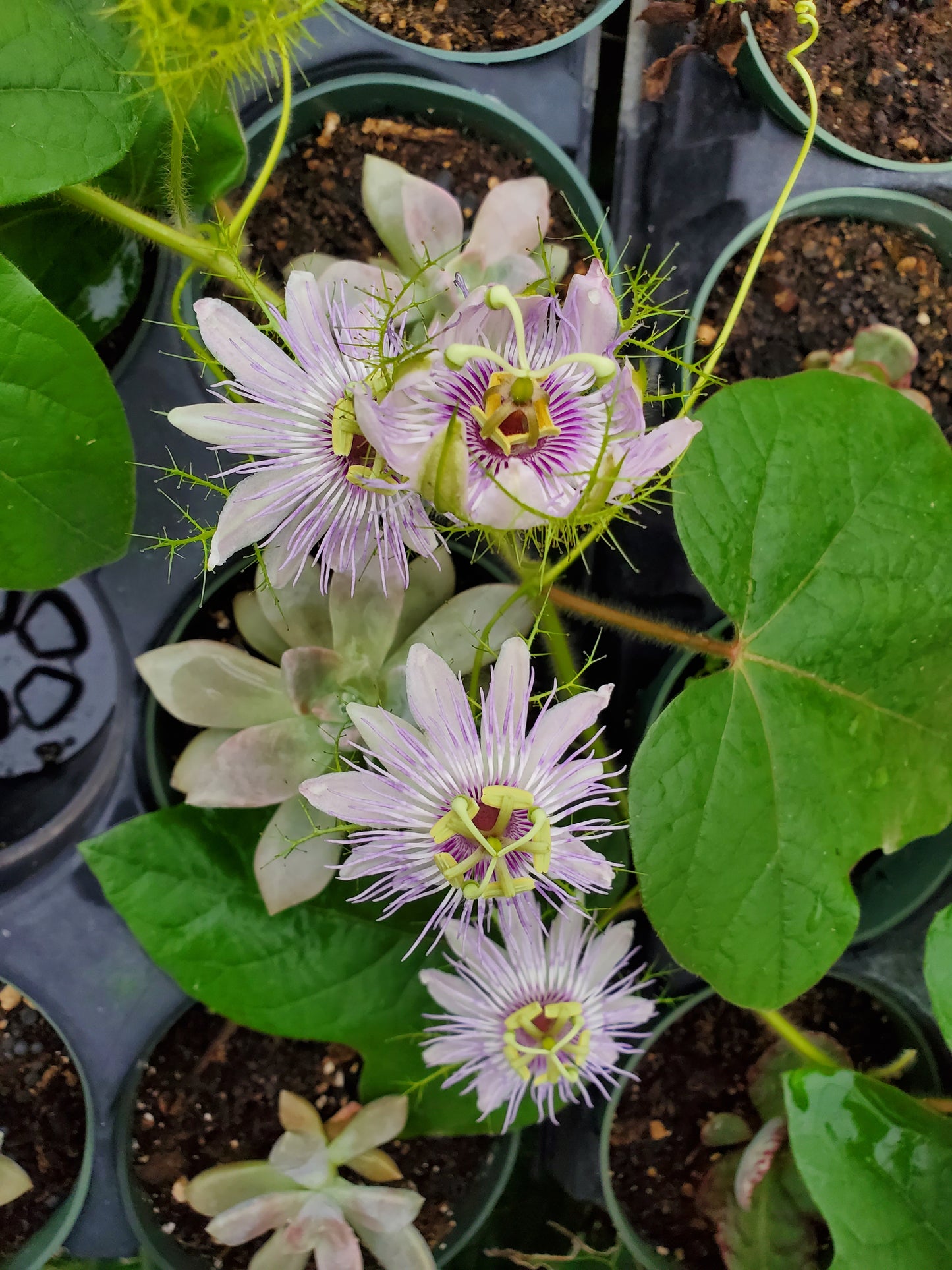 PASSIONFLOWER 'Native' --Passiflora foetida--