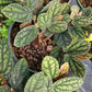 Procris repens --Polynesian Ivy--