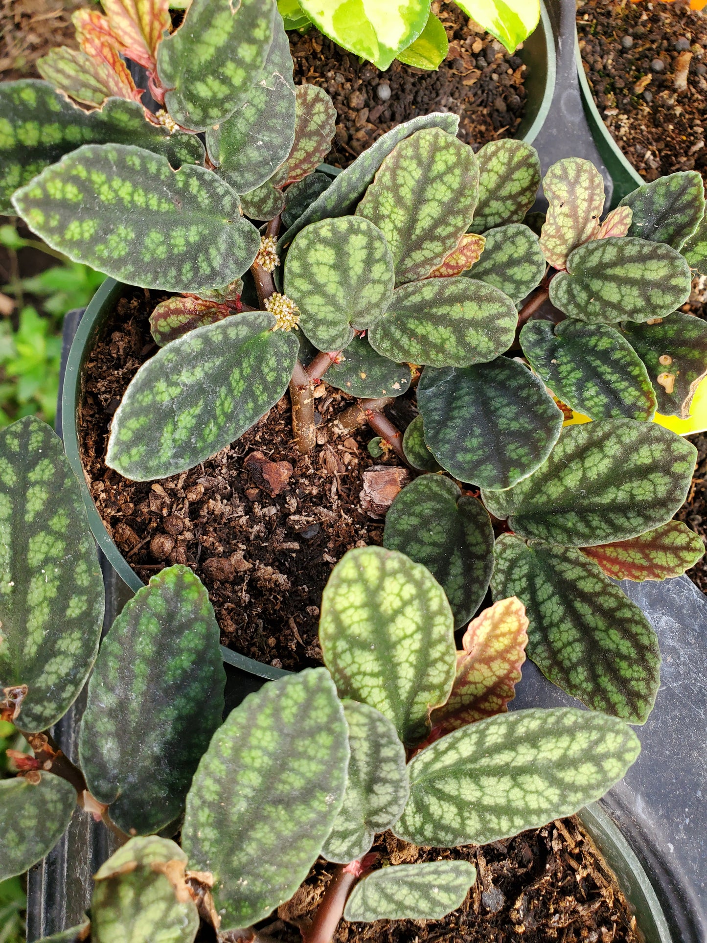 Procris repens --Polynesian Ivy--