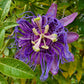 PASSIONFLOWER 'Incense' --Passiflora incarnata x. cinncicata--