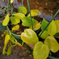 Philodendron cordatum 'Lemon Lime'