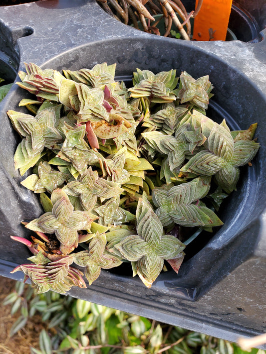 Crassula picturata 'Tiger Jade'