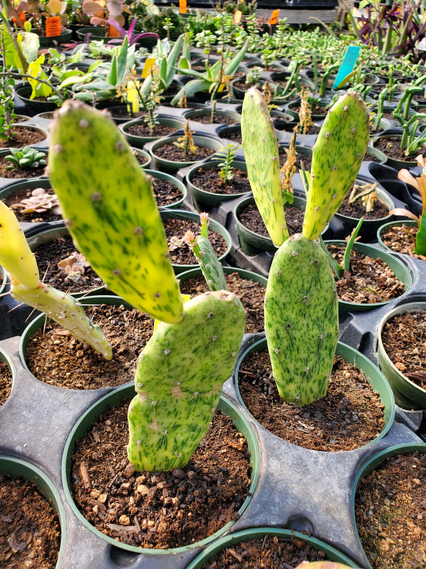 Opuntia cochenillifera 'Variegata' --Sunburst Cactus--