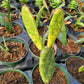 Opuntia cochenillifera 'Variegata' --Sunburst Cactus--