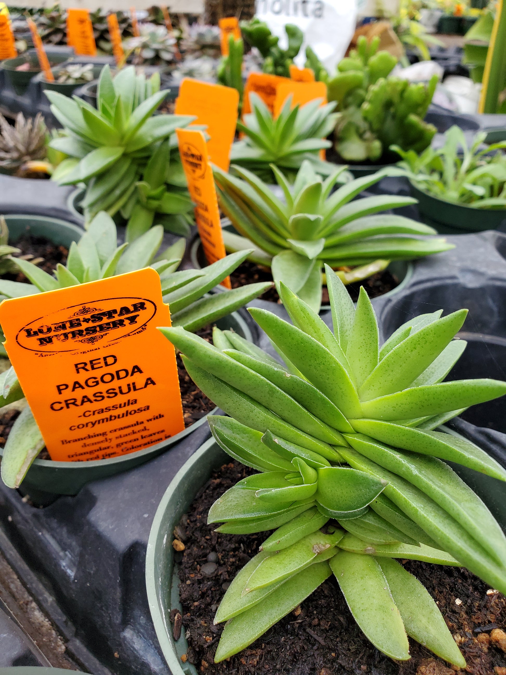 green pagoda succulent care Crassula corymbulosa --Red Pagoda--