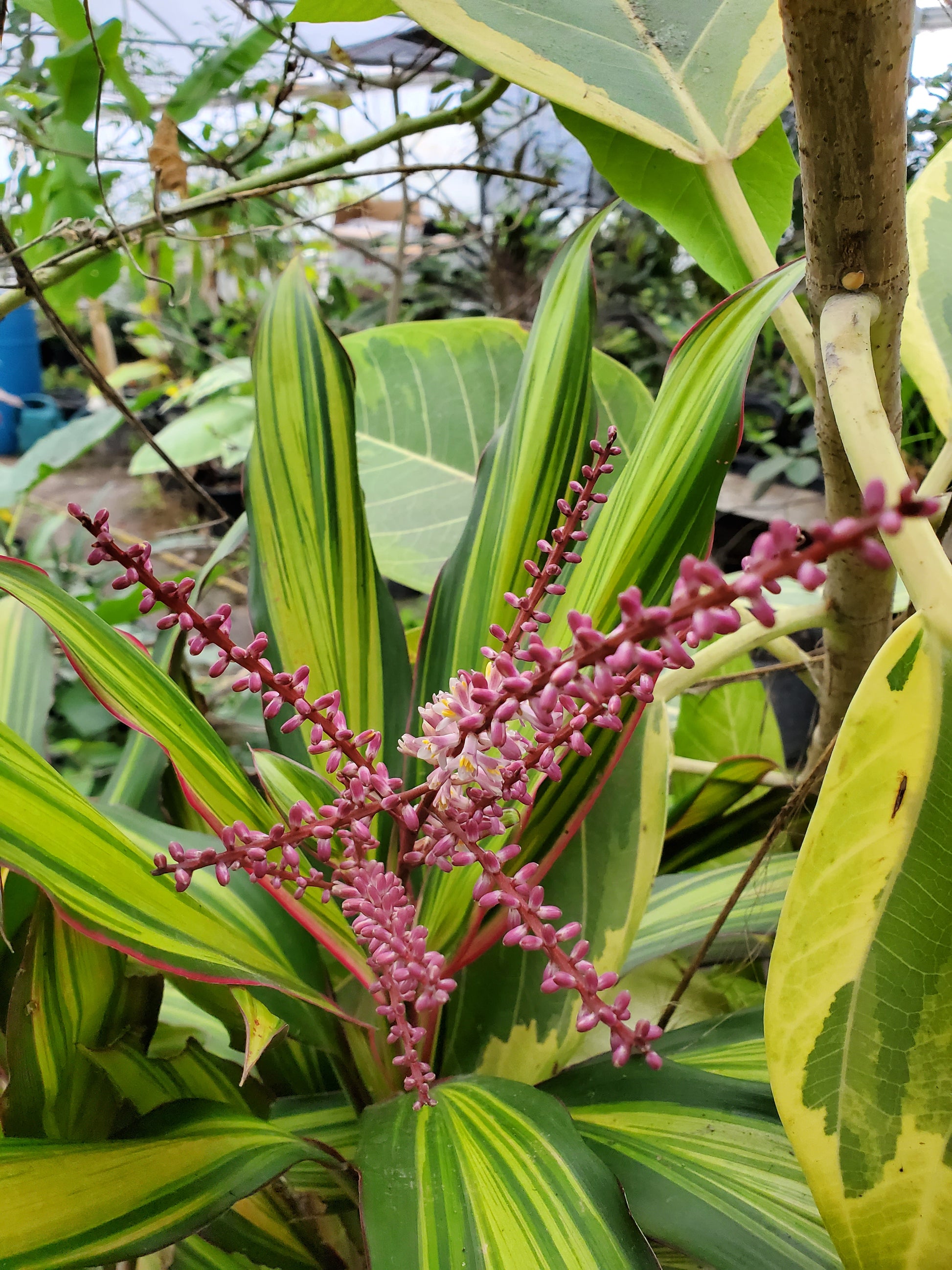 cordyline kiwi house plant Cordyline terminalis 'Kiwi' --Kiwi Ti Plant--