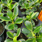 Crassula ovata --Lemon Lime Jade Plant--