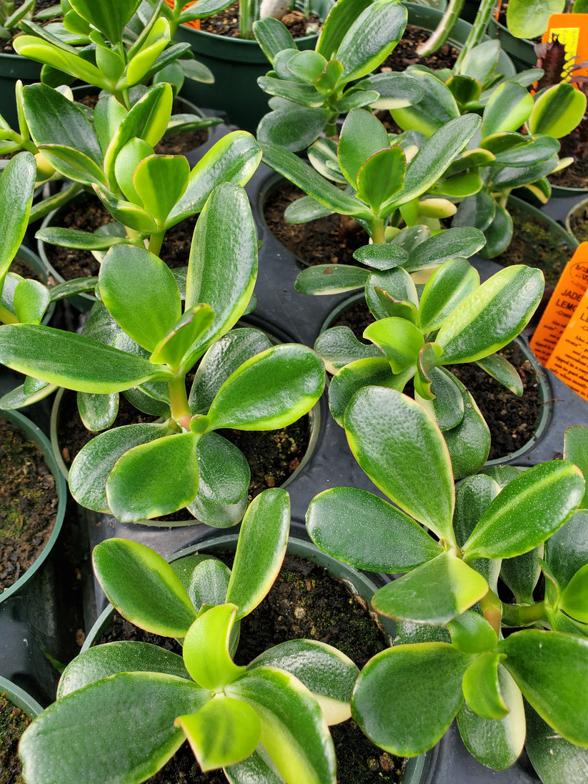 Crassula ovata Lemon Lime Jade Plant Local Nurseries Lone Star