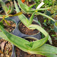 Aloe striata --Coral Aloe--