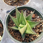 Haworthiopsis limifolia --Green Fairy Washboard Haworthia--
