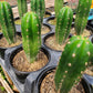 Trichocereus pallarensis x pachanoi OST90641