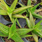 Aloe perfoliata 'Variegata' --Variegated Mitre Aloe--