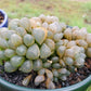 Haworthia cooperi var. truncata