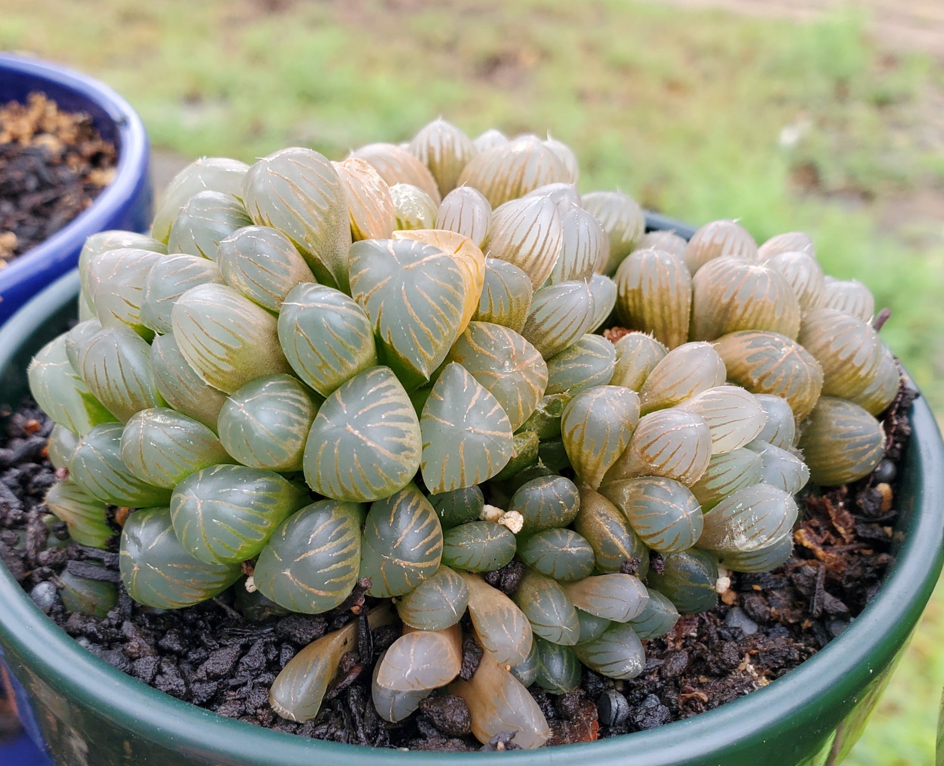 succulent haworthia cooperi Haworthia cooperi var. truncata