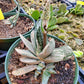 Gasteria 'Sakura fuji'