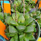 Haworthia emelyae x. cooperi --Window Haworthia--