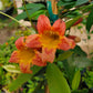 Bignonia capreolata --Tangerine Beauty Crossvine--
